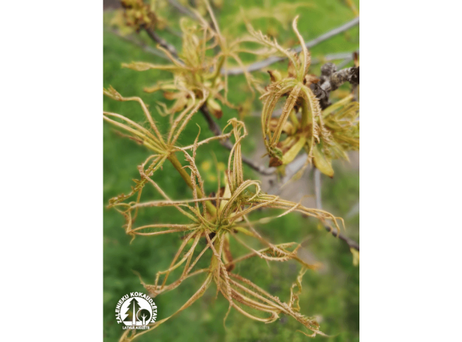 Aesculus hippocastanum   'Laciniata'